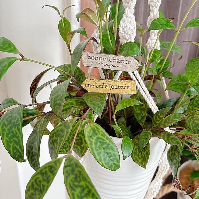 chiisgardenさんの実例写真