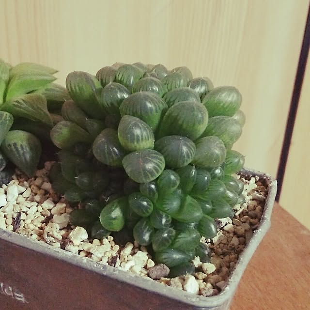 frog62076さんの実例写真