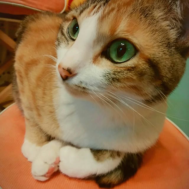 taleo07さんの実例写真