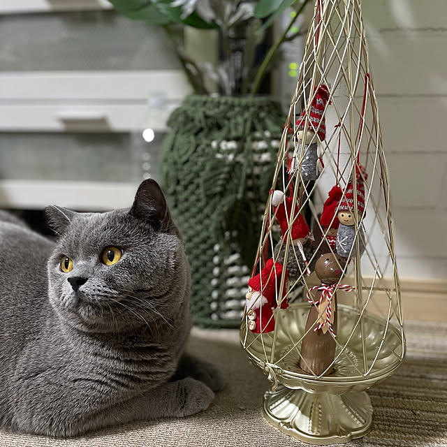 kittyさんの実例写真