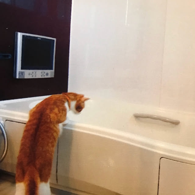 nyanko-beamさんの実例写真