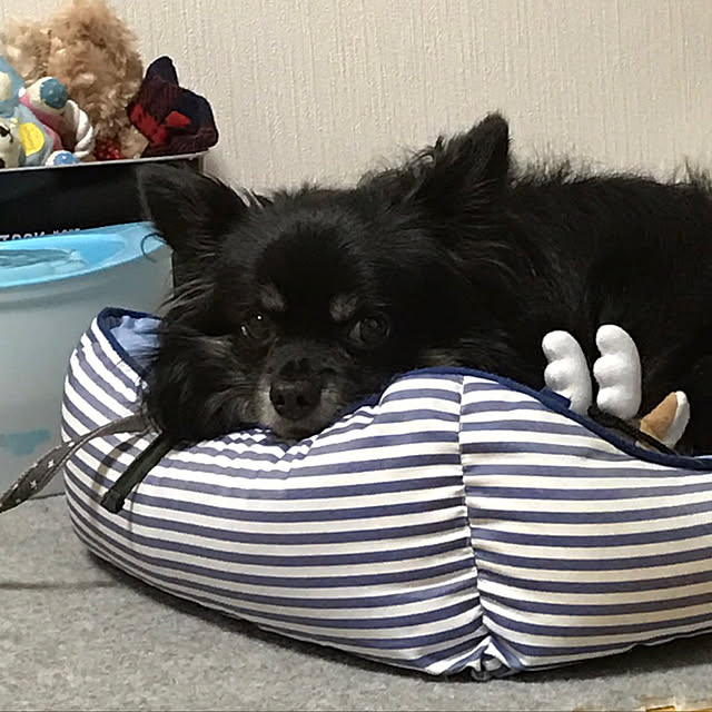 ruteiさんの実例写真
