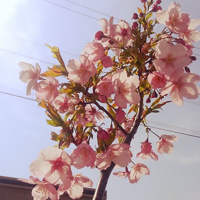 ght0315さんの実例写真