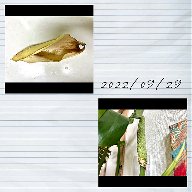 h_a_n_a_y_u_iさんの実例写真