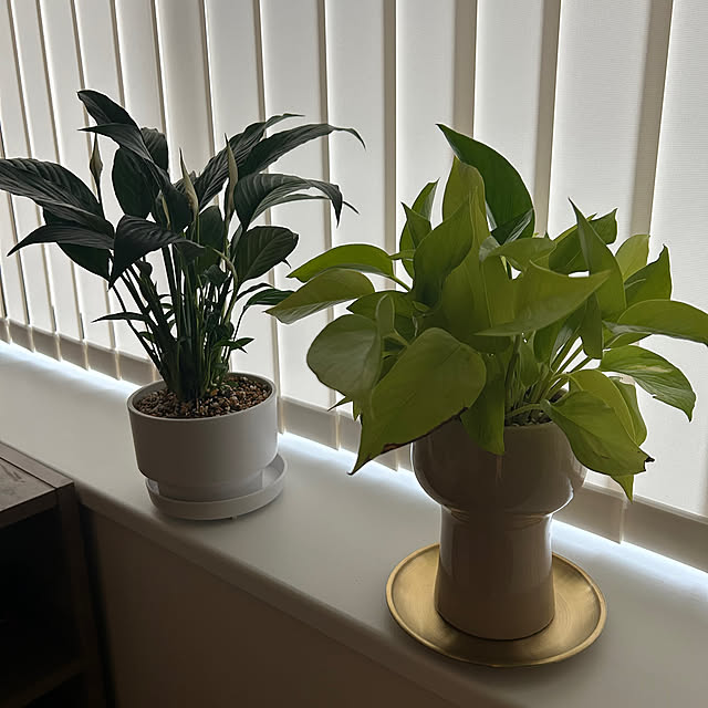 samujuliaさんの実例写真