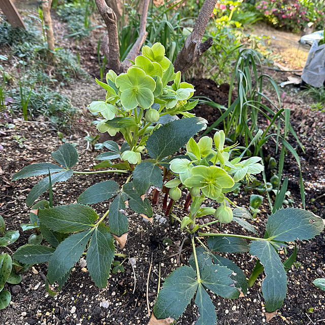 mamizaさんの部屋