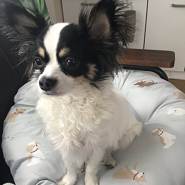 sakuさんの実例写真