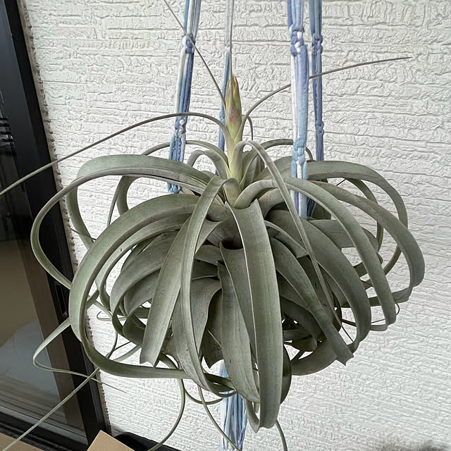 adamoさんの実例写真