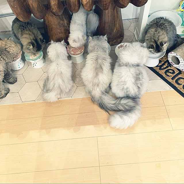 猫/キッチンのインテリア実例 - 2020-08-20 13:16:28