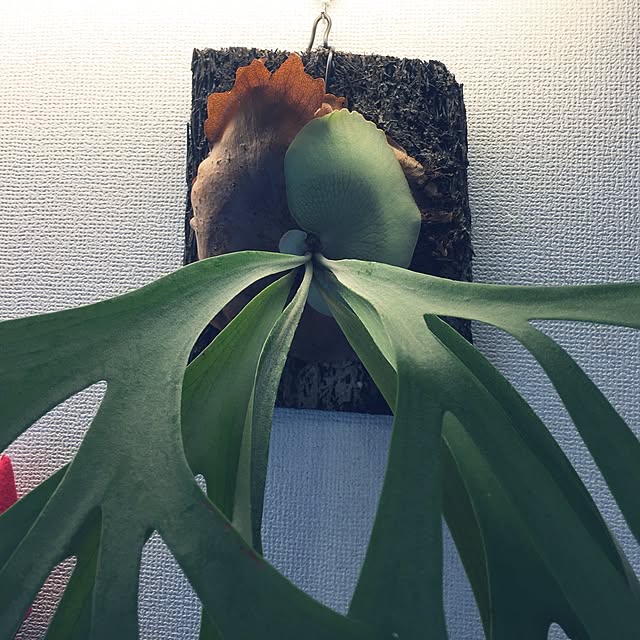 S-Tillandsiaさんの実例写真