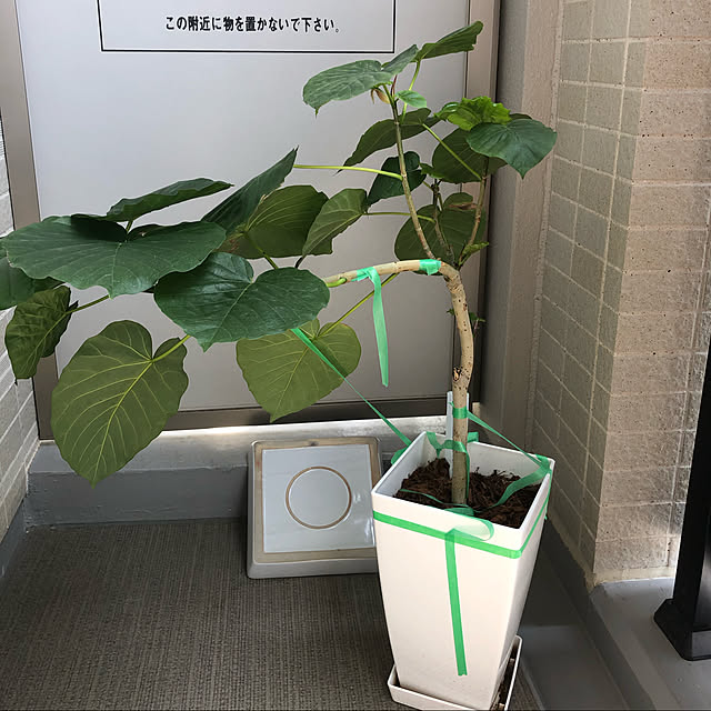 yumomitoさんの実例写真