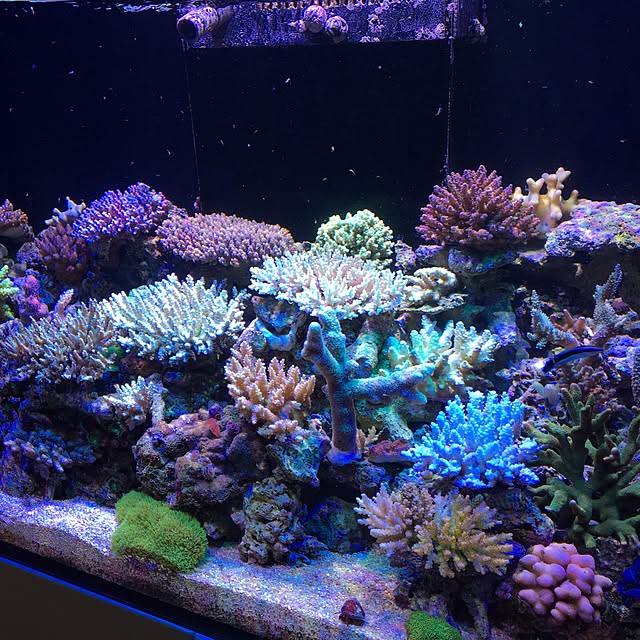aquarium_seaさんの実例写真