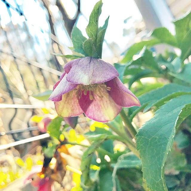 maisonさんの実例写真