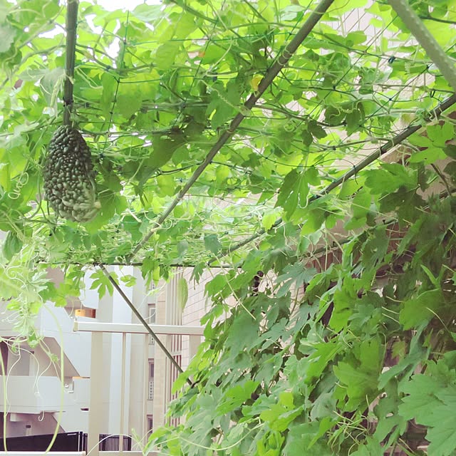 bashiさんの実例写真