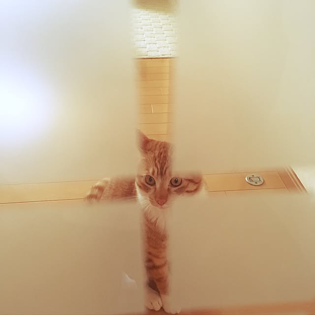baronkotarouさんの実例写真