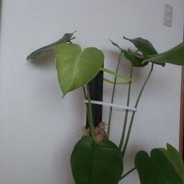 hisaacoさんの実例写真