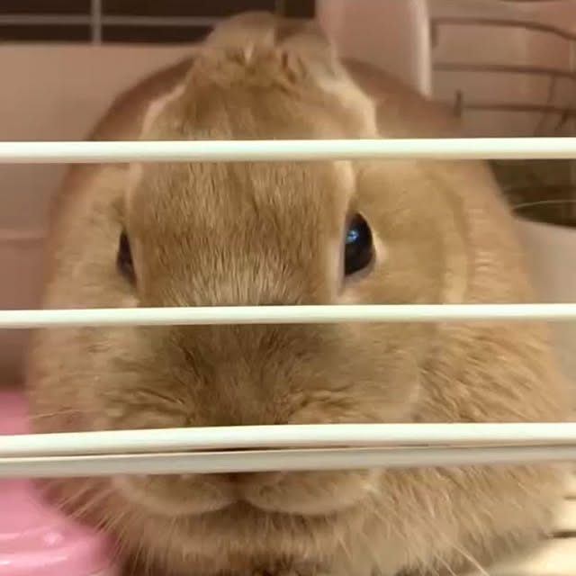 manekinekoさんの部屋