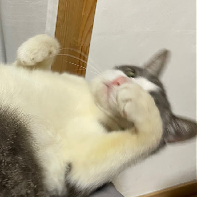 nekosamaさんの部屋
