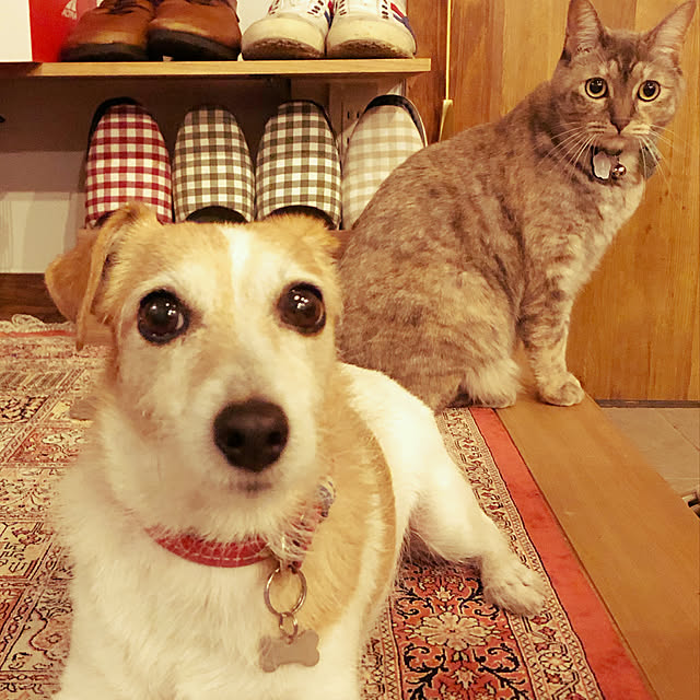 PU930さんの実例写真