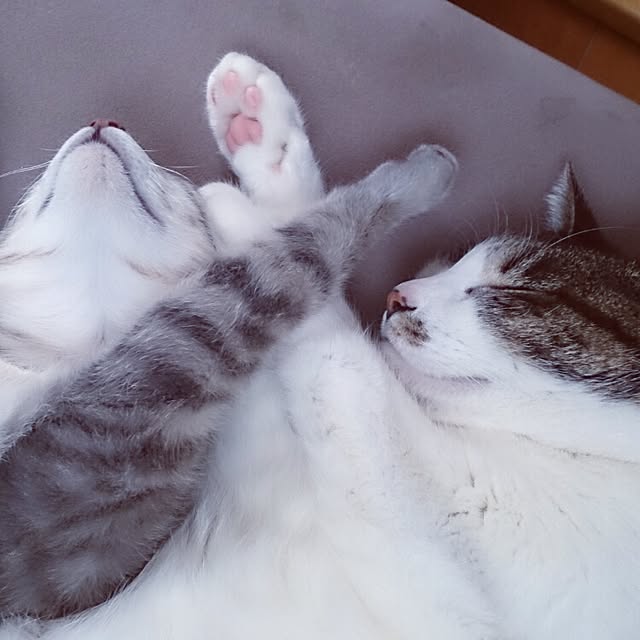 arutotoさんの実例写真
