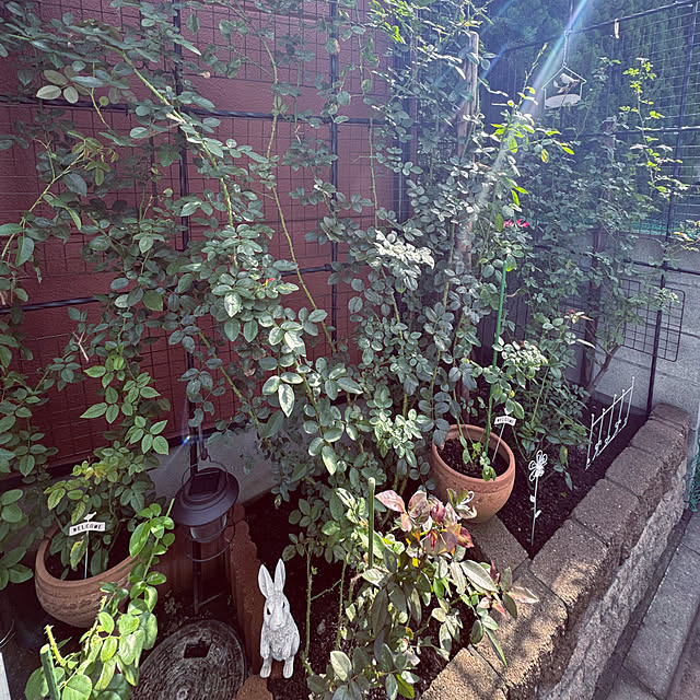 RoseLife5818さんの部屋