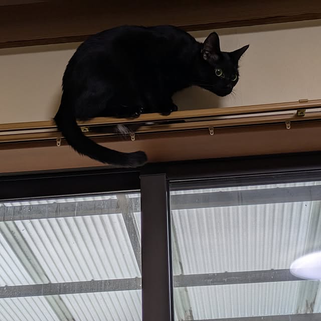 asaさんの実例写真
