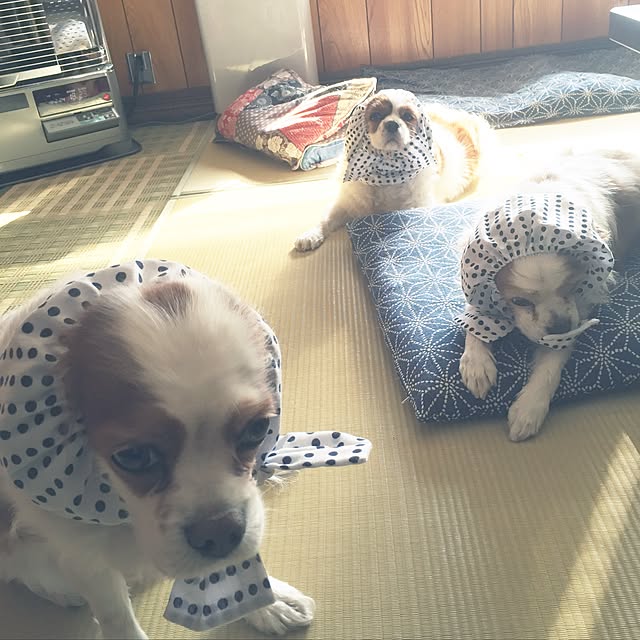 kari-kari-umeさんの実例写真
