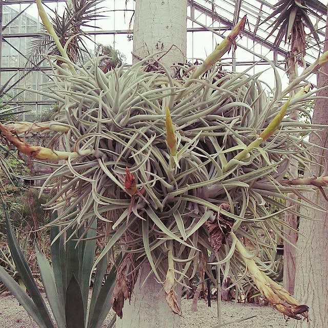 Plantexhibitionhallさんの実例写真