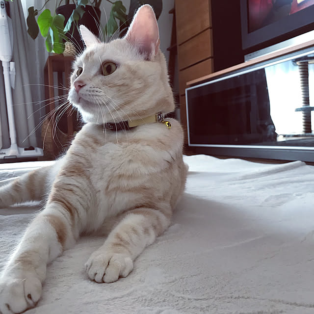 hiyupan88さんの実例写真