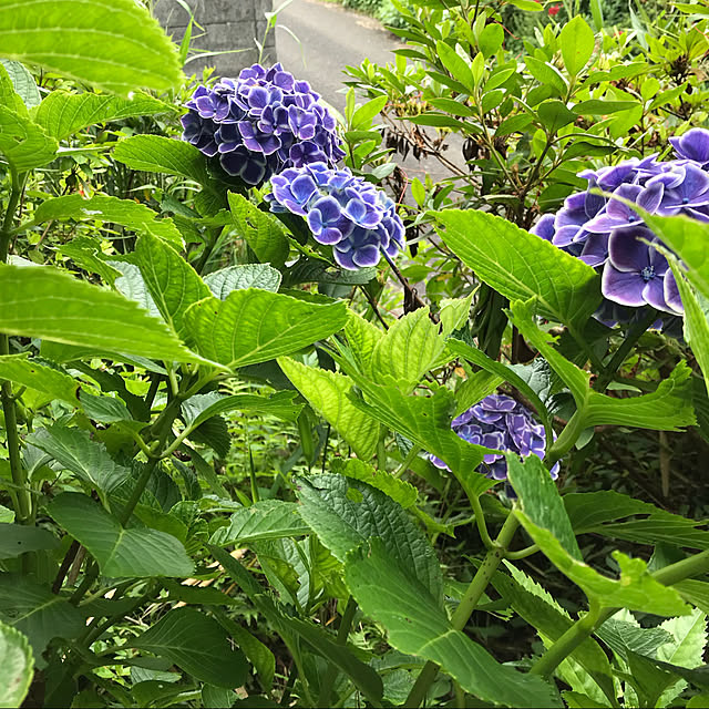 紫陽花/玄関/入り口のインテリア実例 - 2022-05-04 11:24:53