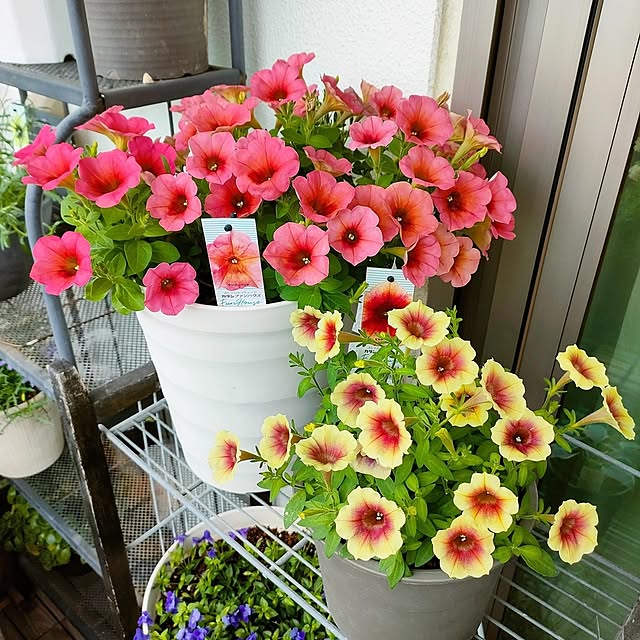 VERANDARJUNさんの実例写真