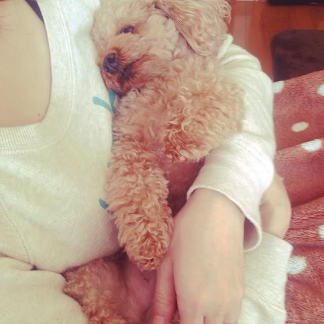 sakuraさんの実例写真