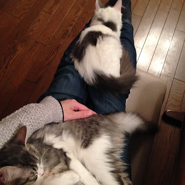 実例写真