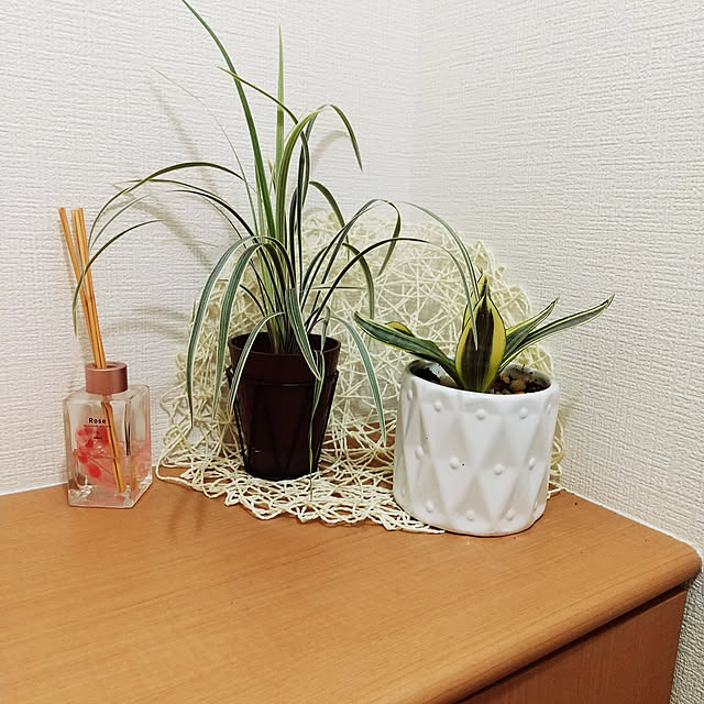 玄関/入り口/観葉植物/ダイソー/ナチュラルのインテリア実例 - 2021-03-17 22:59:43