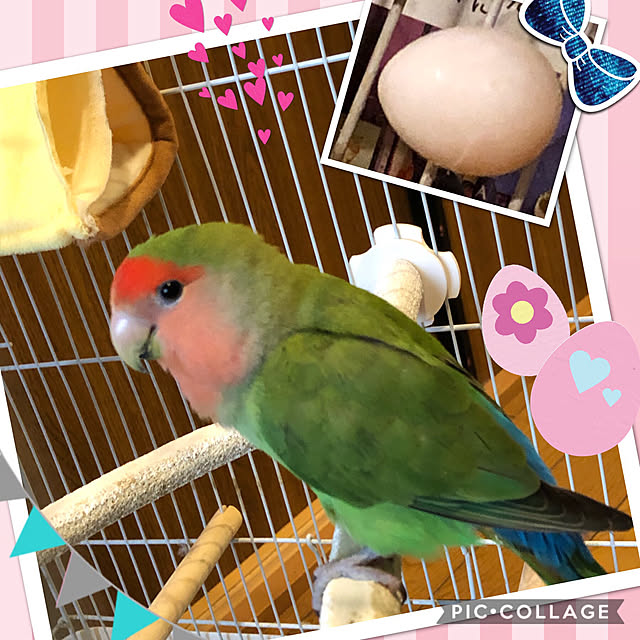 Alohaさんの実例写真