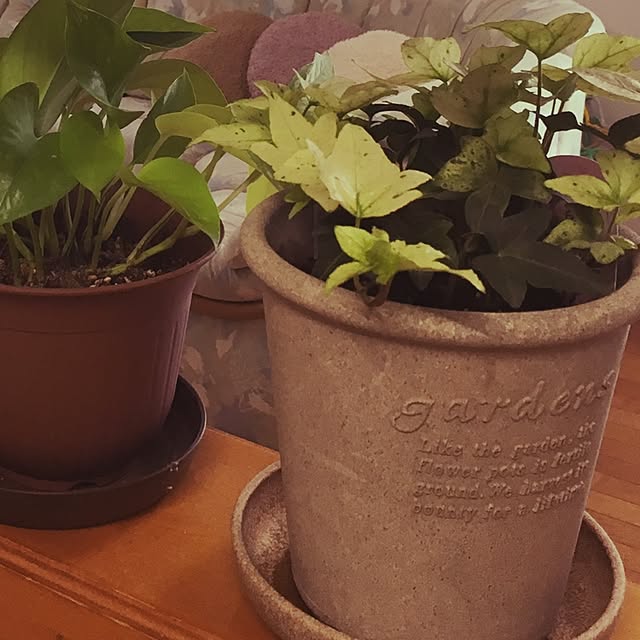 niconさんの実例写真