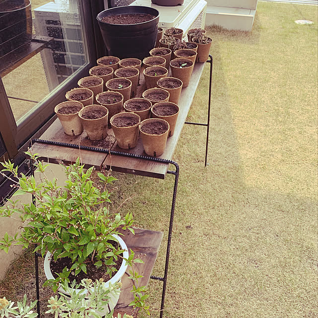 タネまき/植物のある暮らし/ジフィー/ドライフラワーのある暮らし/中庭のある家...などのインテリア実例 - 2019-04-21 10:14:22