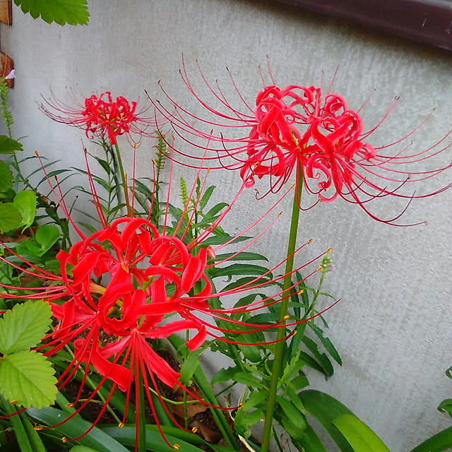 satochiさんの実例写真