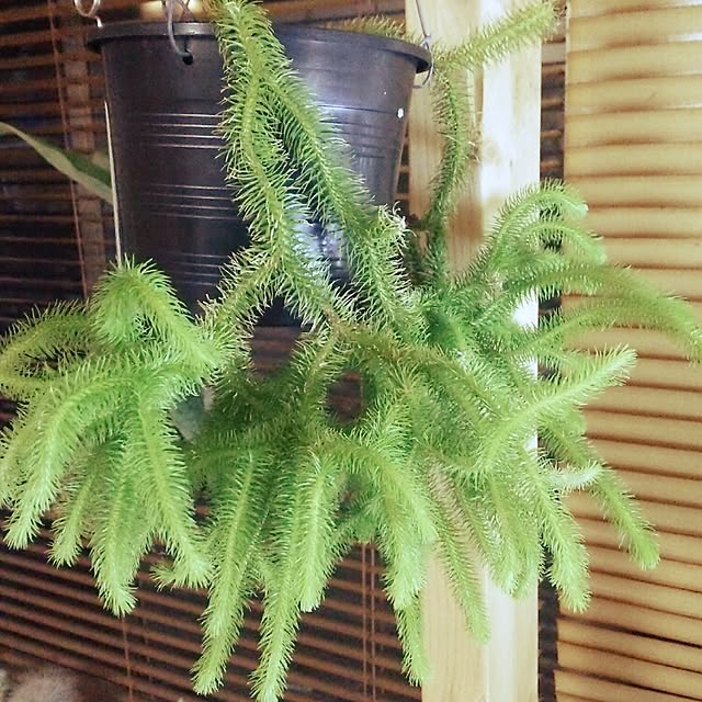 wakoさんの実例写真
