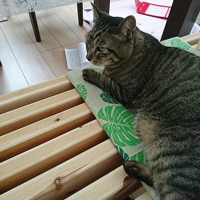 aisuさんの実例写真