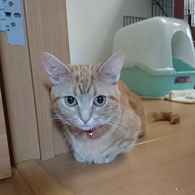 shinobuさんの実例写真