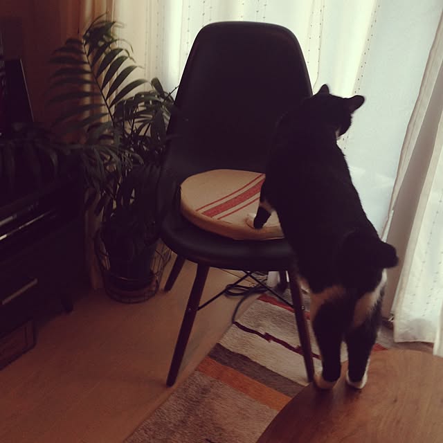 mikasakuさんの実例写真