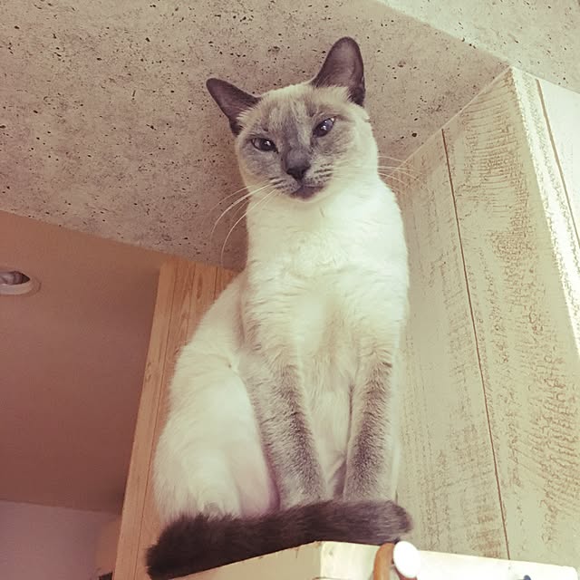 niko-25さんの実例写真
