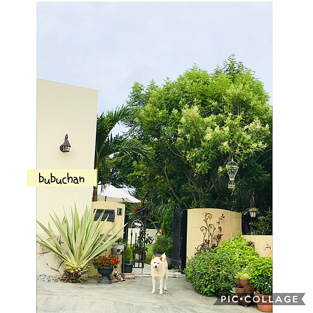bu-bu-chanさんの実例写真