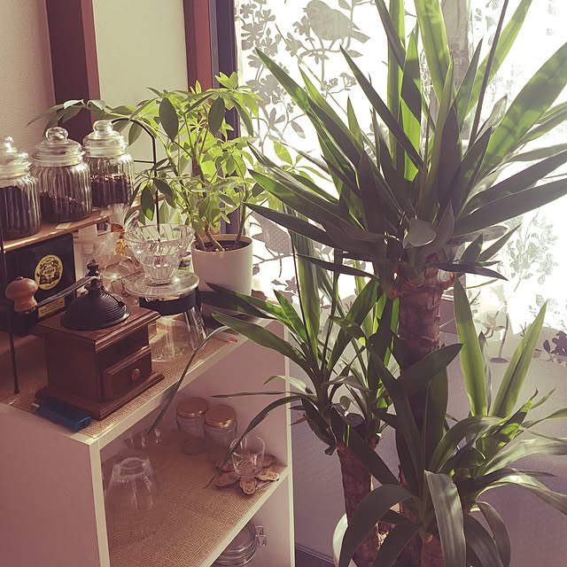 キッチン/一人暮らし/観葉植物/カフェ風のインテリア実例 - 2017-03-04 20:46:47