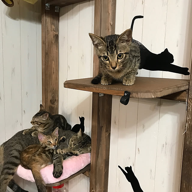 pepeさんの実例写真
