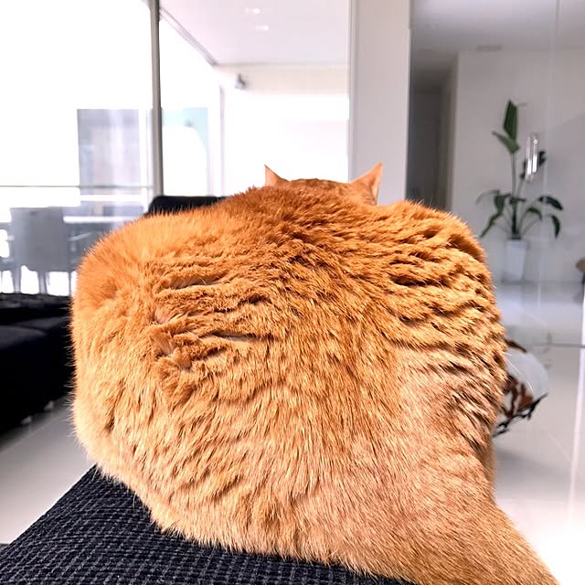 minakoさんの実例写真