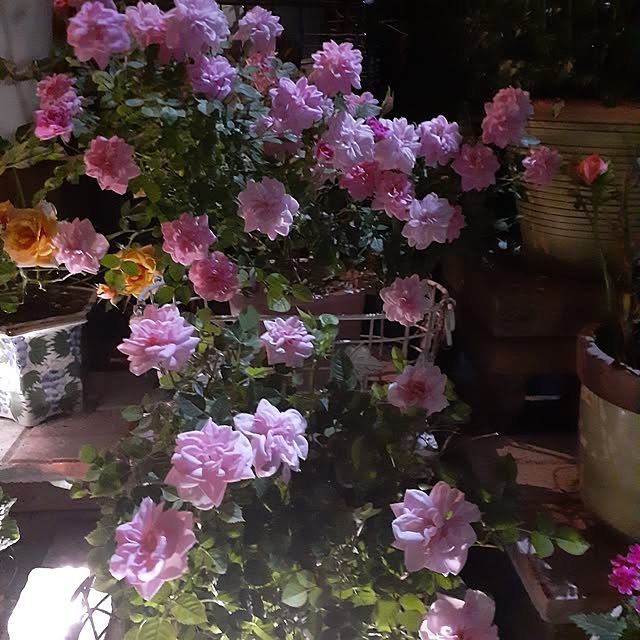 tomorin314さんの実例写真