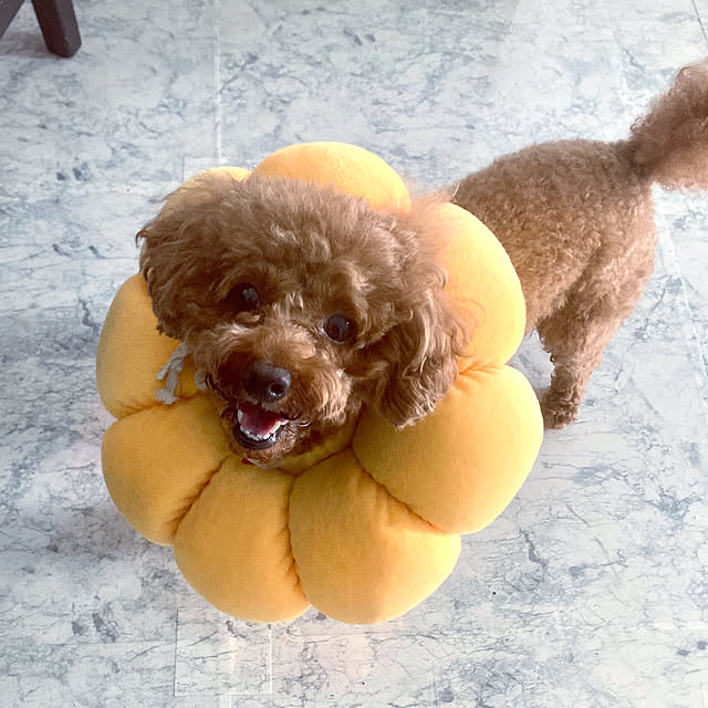 MOMOMAMAさんの部屋