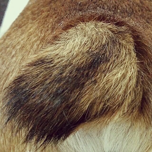 panchobiさんの実例写真